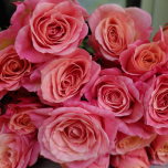 Peachy Pink Jewel Roses Branchues d'Equateur Ethiflora